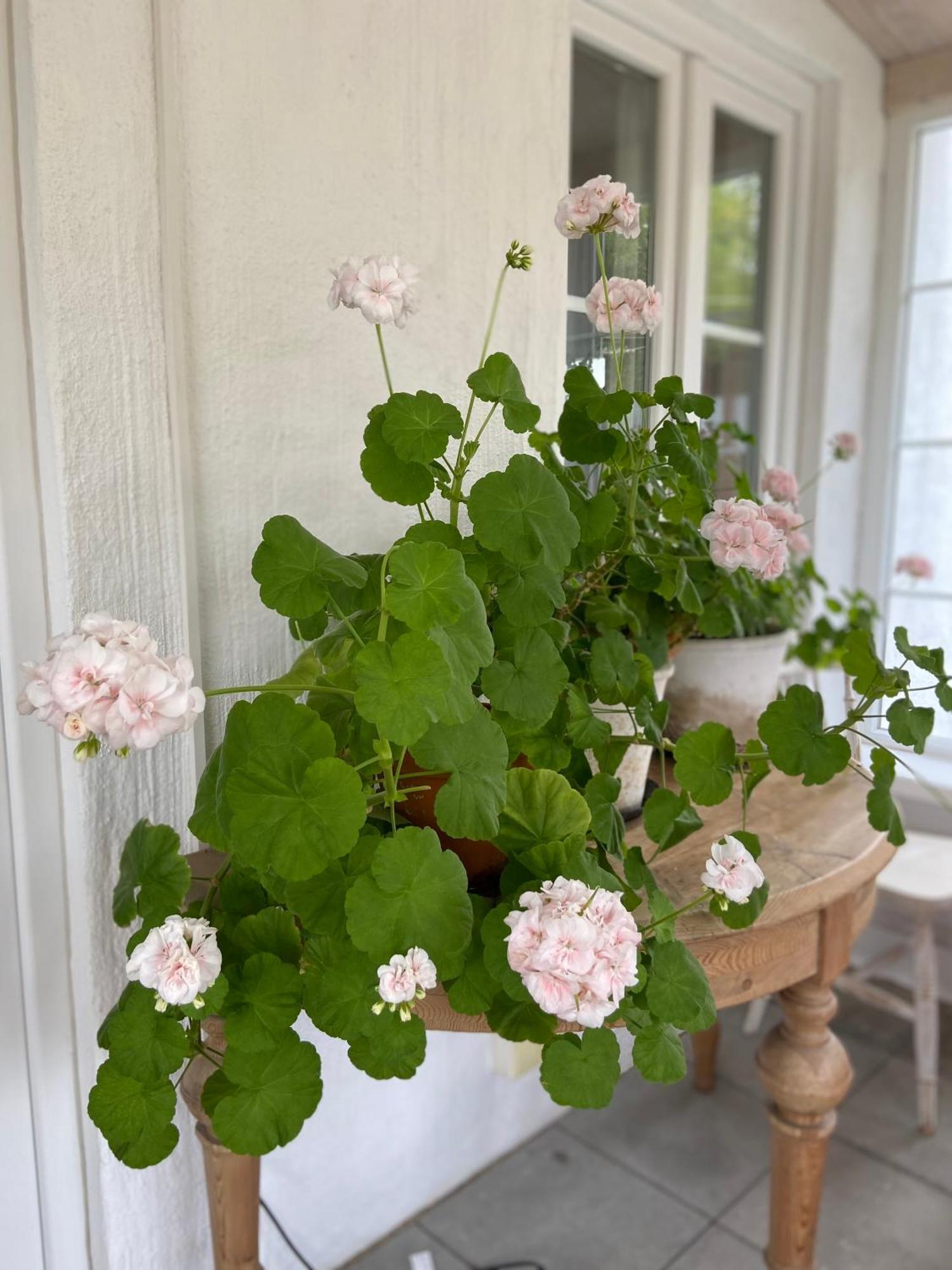 Blomstertantens Hus Trelleborg Ngoại thất bức ảnh
